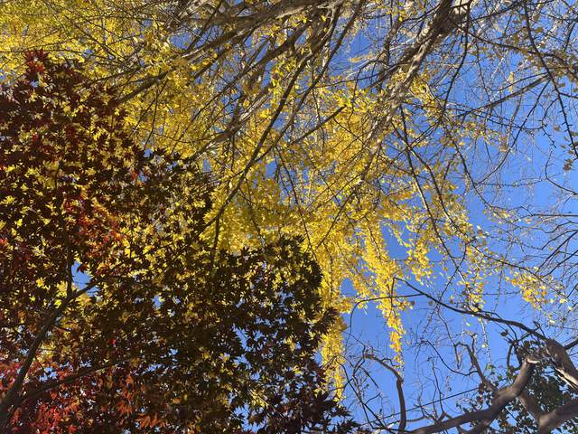 Tupa Fall Picnic — photo 7